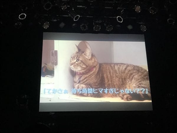 やっぱり「猫」w