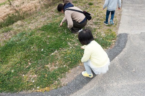 子供達はタンポポ摘みに必死