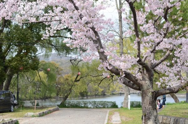 花見シーズン最盛期