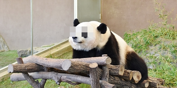 MNPを考えるパンダ