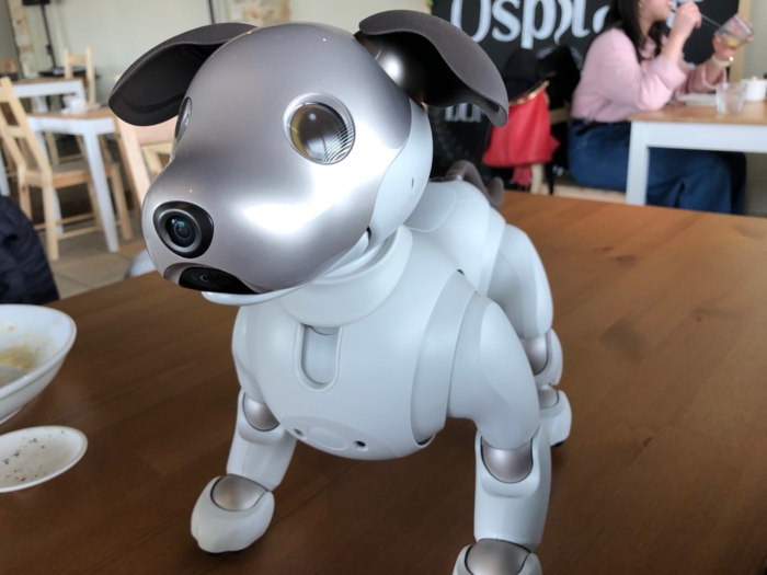 aibo
