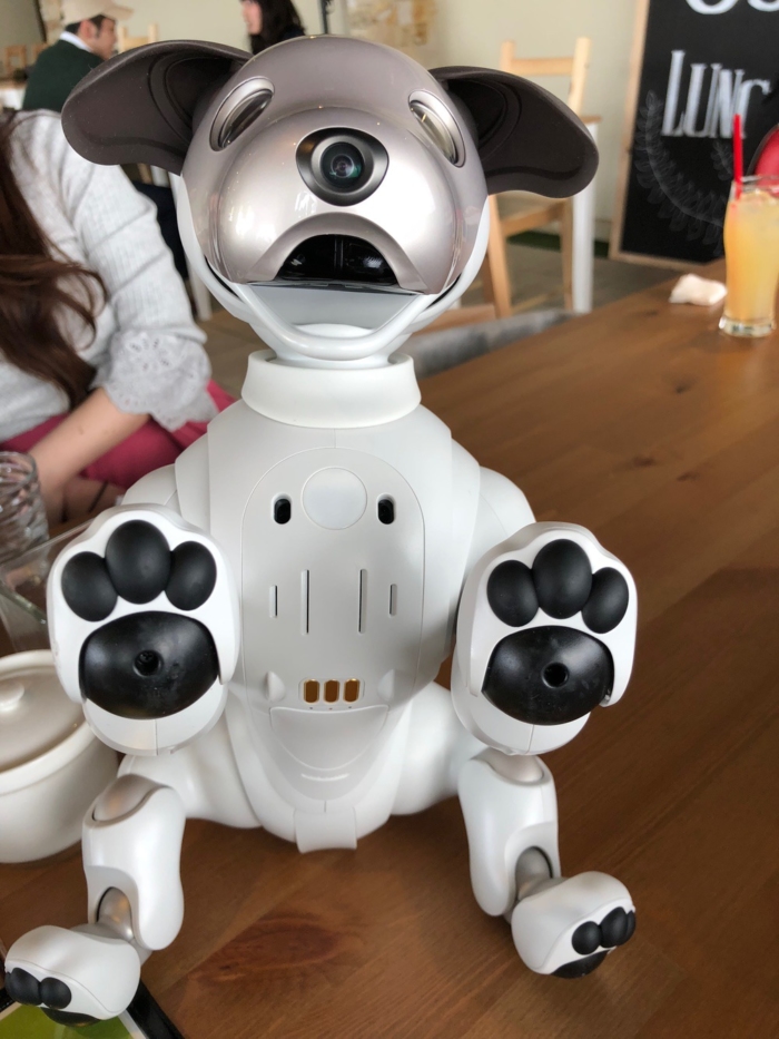 ハイタッチするaibo
