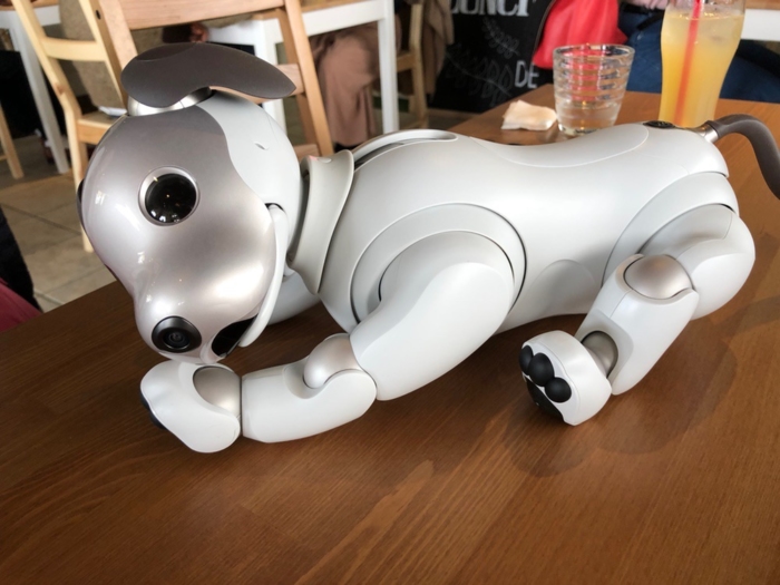 aibo