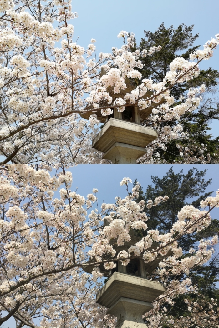 iPhone 6sのカメラとnova 2のカメラで桜を撮影した比較画像