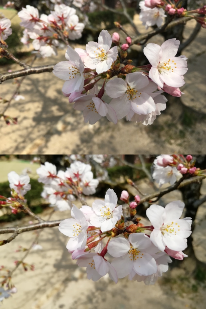 iPhone 6sとHUAWEI nova 2のカメラ画像比較