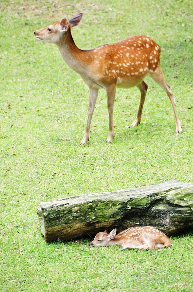 吉野なこ 動物の写真