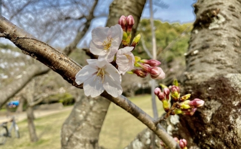 例年なら花見で盛り上がる時期