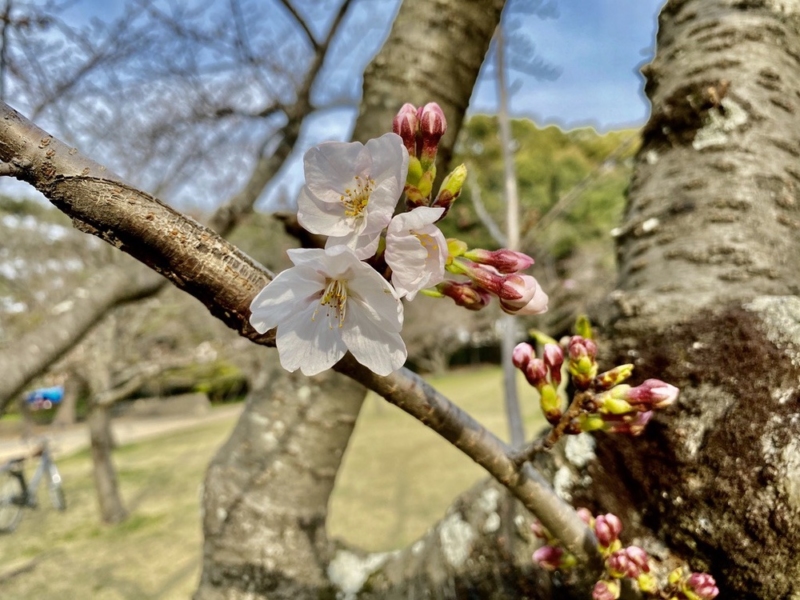 例年なら花見で盛り上がる時期