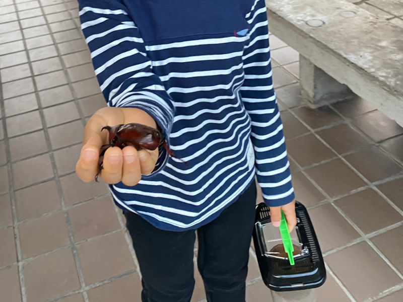 野生のカブトムシを捕った
