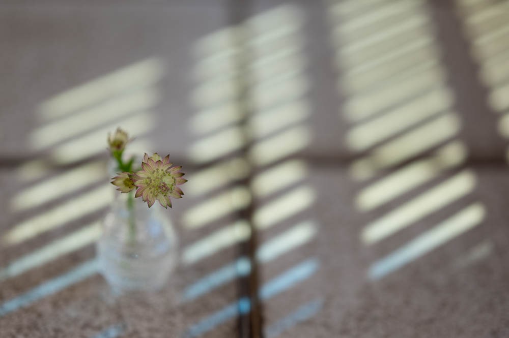 Nikon Z6 作例