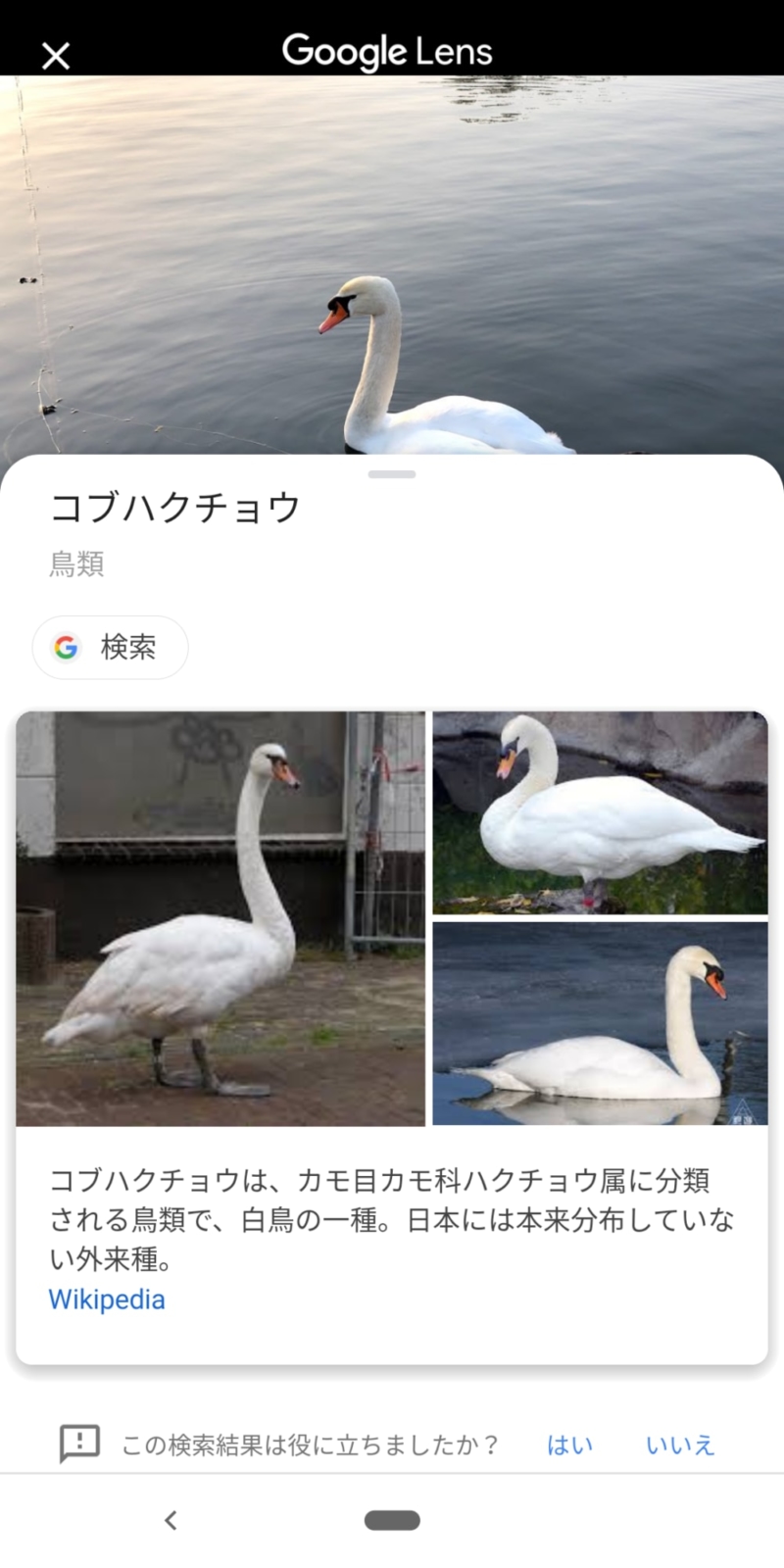 Googleレンズで写真を解析
